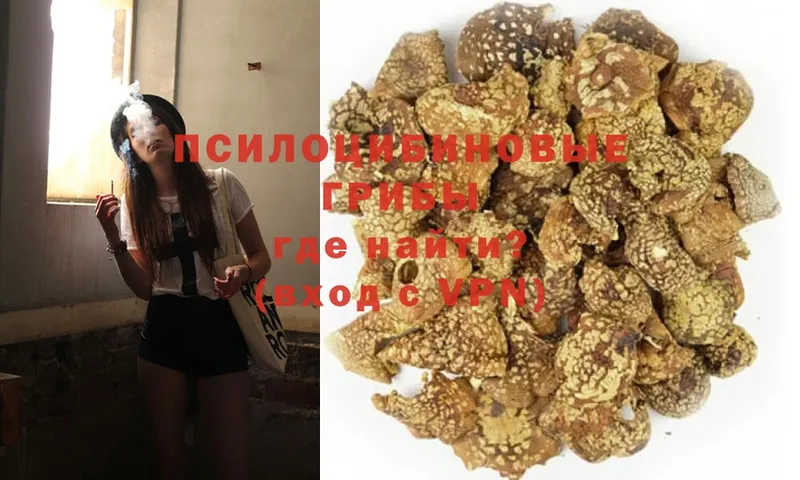 мега ссылки  Купино  Галлюциногенные грибы GOLDEN TEACHER  цены  